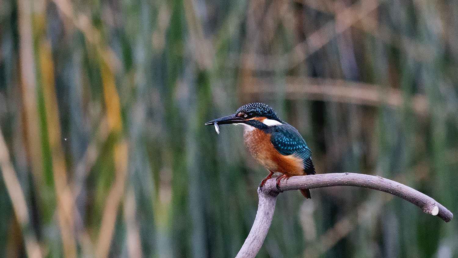 Common Kingfisher